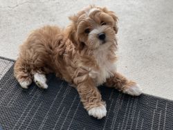Lucy the Maltipoo