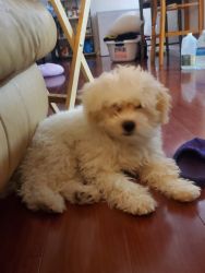 5 month old male maltipoo puppy