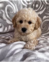 Selling 11 week old maltipoo puppie