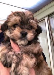 Magnificent Maltipoo puppies available