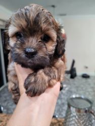 gorgeous maltipoo puppies ready to go home mid August.