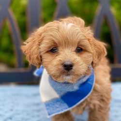 Maltipoo Puppies Needs a New Family
