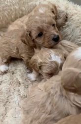 maltipoo babies now available