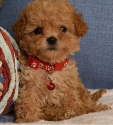 beautiful red health tested maltipoo pups