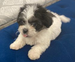 $500 3 mo old male maltipoo to good home