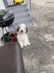 Maltipoo of 6 months
