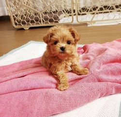 Maltipoo puppies for Sale