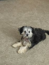 Loving Maltipoo looking for a new home