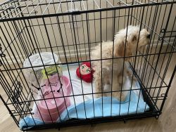 Maltipoo female 5 months poppy for sale fully vaccinated and potty tra