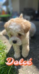 Cutest Miniature Maltipoo Puppies For Sale!!