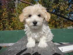 Adorable Maltipoo Puppies(Toy Size)