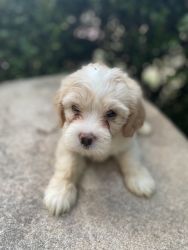 Rehoming maltipoo puppies