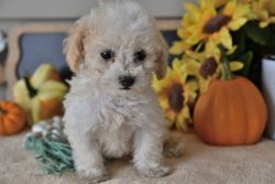 bueatiful maltipoo puppy for sale