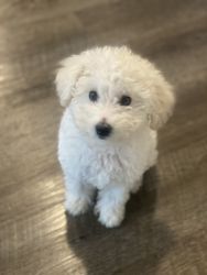 White Maltipoo Puppy