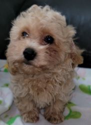 Maltipoo Puppy ready to join your family