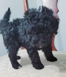 Adorable Maltipoo female puppy ready to join your family