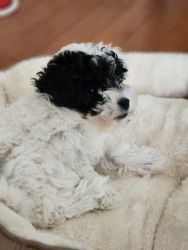 Loving Person/Family needed for maltipoo