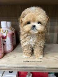 Maltipoos Puppies(Maltese and Poodle mix)