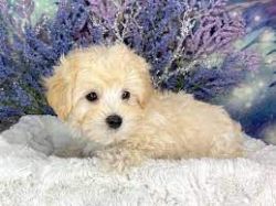 Maltipoo Puppies For Sale(Toy Poodle x Maltese)