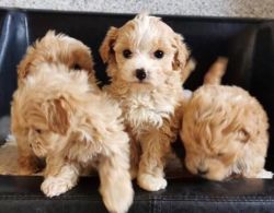 Outstanding Health Tested Maltipoo Puppies