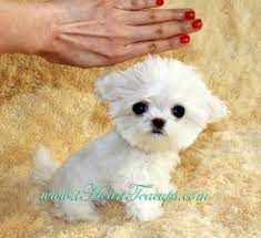 Maltipoos(Maltese and Poodle mix)