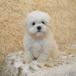 Toy Maltipoo Puppies(Maltese/Toy Poodle)