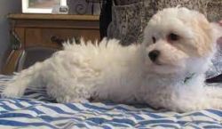 TOY MALETE/POODLE(MALTIPOO PUPPIES)
