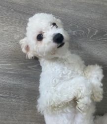 Sweet Maltipoo 7 months old.