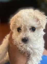 Cute toy puppy needs a family