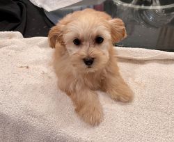 3 month old Female Maltipoo