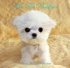 Toy Maltese/Poodle Puppies(MALTIPOO PUPS()