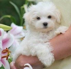 male and female Teacup Maltese Puppies