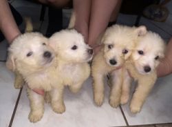 Selling Maltipoo Puppies
