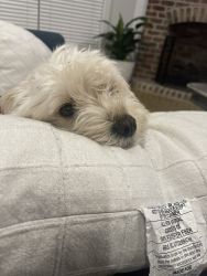 3 Year Old Maltipoo Available for Rehoming