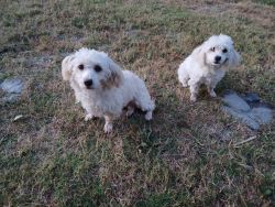 Rehome 2 Maltipoo 1 year old female puppies.
