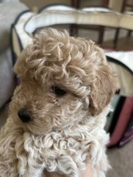Available Maltipoo Puppies