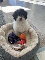 Maltipoo puppy (12 weeks)