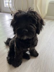 Maltipoo Rehoming for a small fee