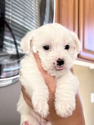 Rehoming these 1month old Maltipoo