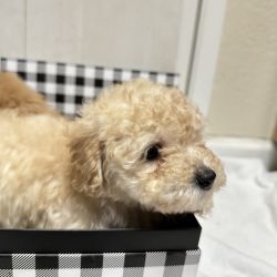 Maltipoo Pup looking for her new home