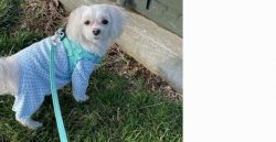 Maltipoo to rehome