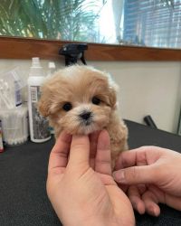 My beautiful Maltipoo puppies available