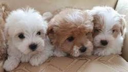 Beautiful Maltipoo Puppies(Maltese.Toy Poodle)