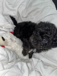 Maltipoo puppies looking for a forever home!