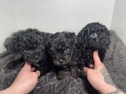 Maltipoo puppies looking for forever home!!