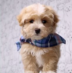 Toy maltipoo rehome