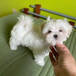 Maltese puppy available