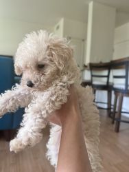Maltipoo Puppy for adoption