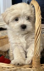 Maltipoo puppies for sale