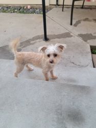 Maltipoo and Morkie mix 9 months old baby girl very sweet very nice